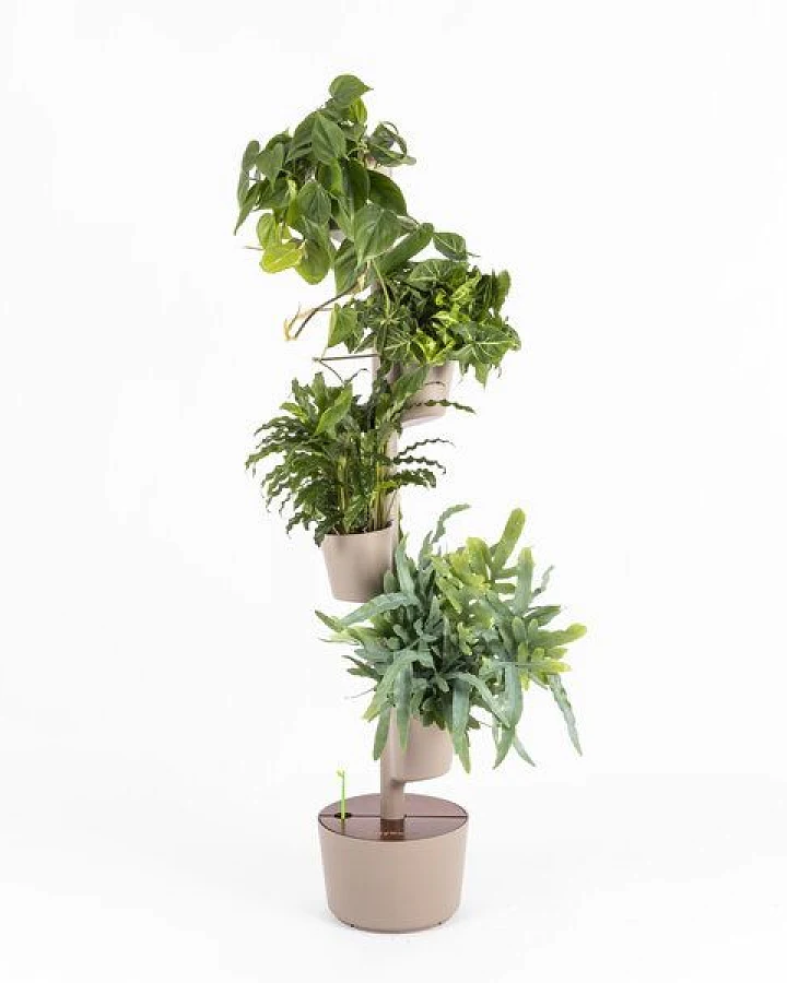 Rinde-Teak