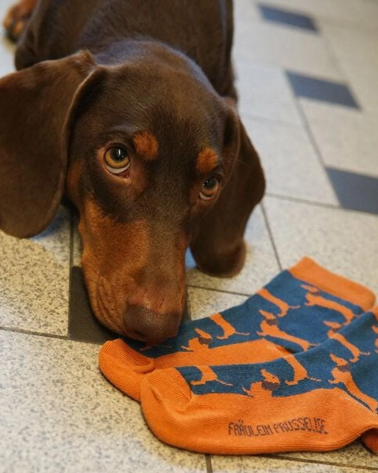 Fräulein Prusselise Dackel Socke Sausagedog blau orange bunt gemustert – Ansicht 3