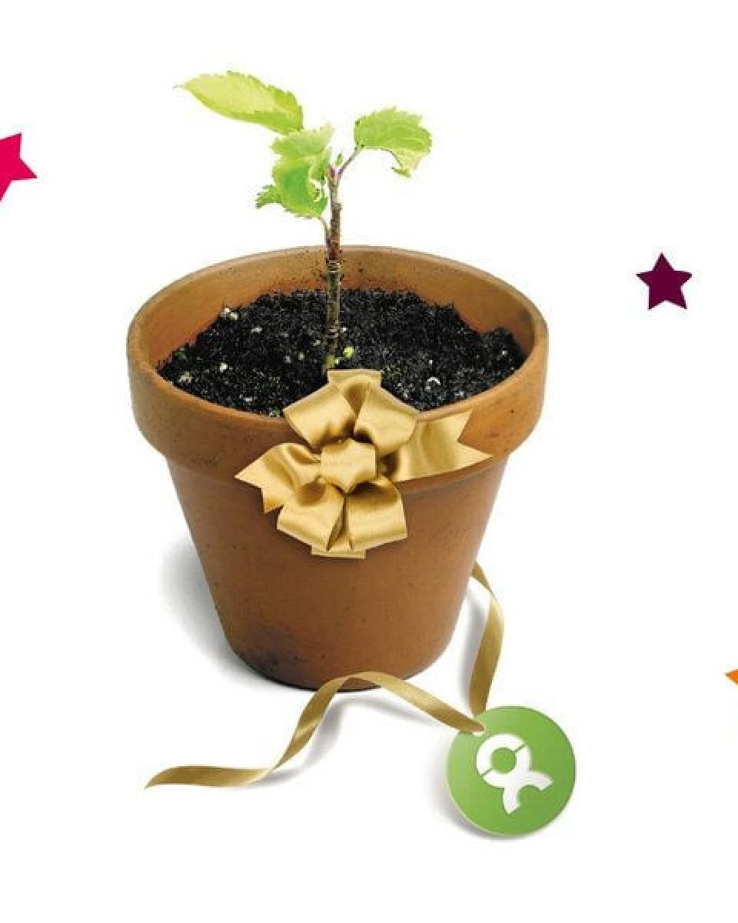 OxfamUnverpackt Spenden-Geschenk "25 junge Bäume" (Weihnachtskarte mit Magnet) – Ansicht 3