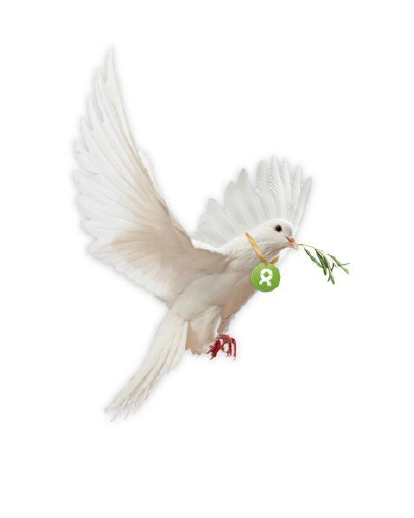 OxfamUnverpackt Spenden-Geschenk "Friedenstaube" (Grußkarte zum Liebe zeigen mit Magnet) – Ansicht 3