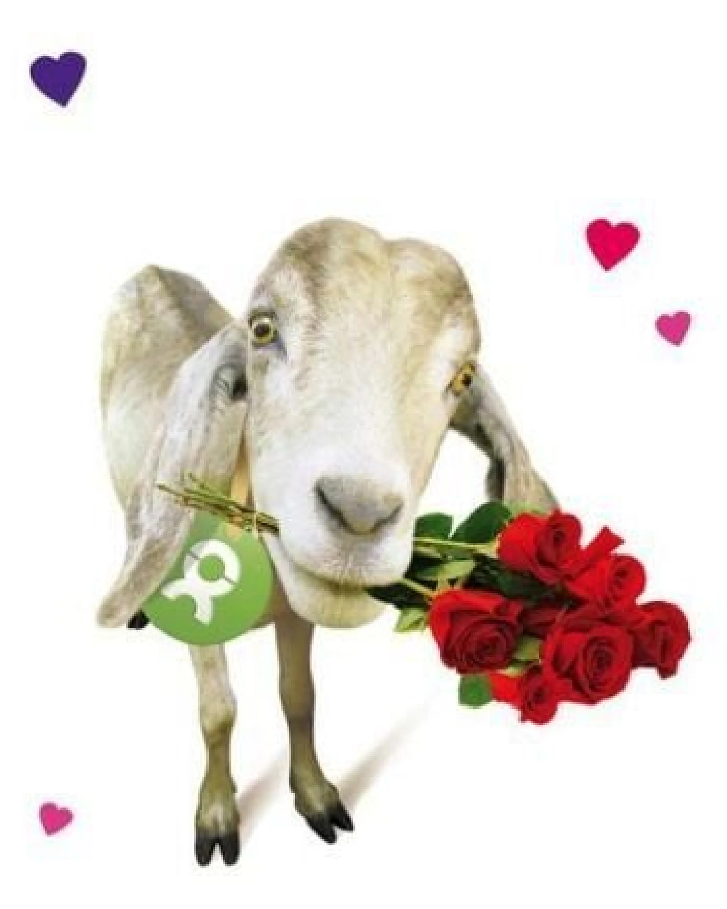 OxfamUnverpackt Spenden-Geschenk "Ziege" (Grußkarte zum Liebe zeigen mit Magnet) – Ansicht 3