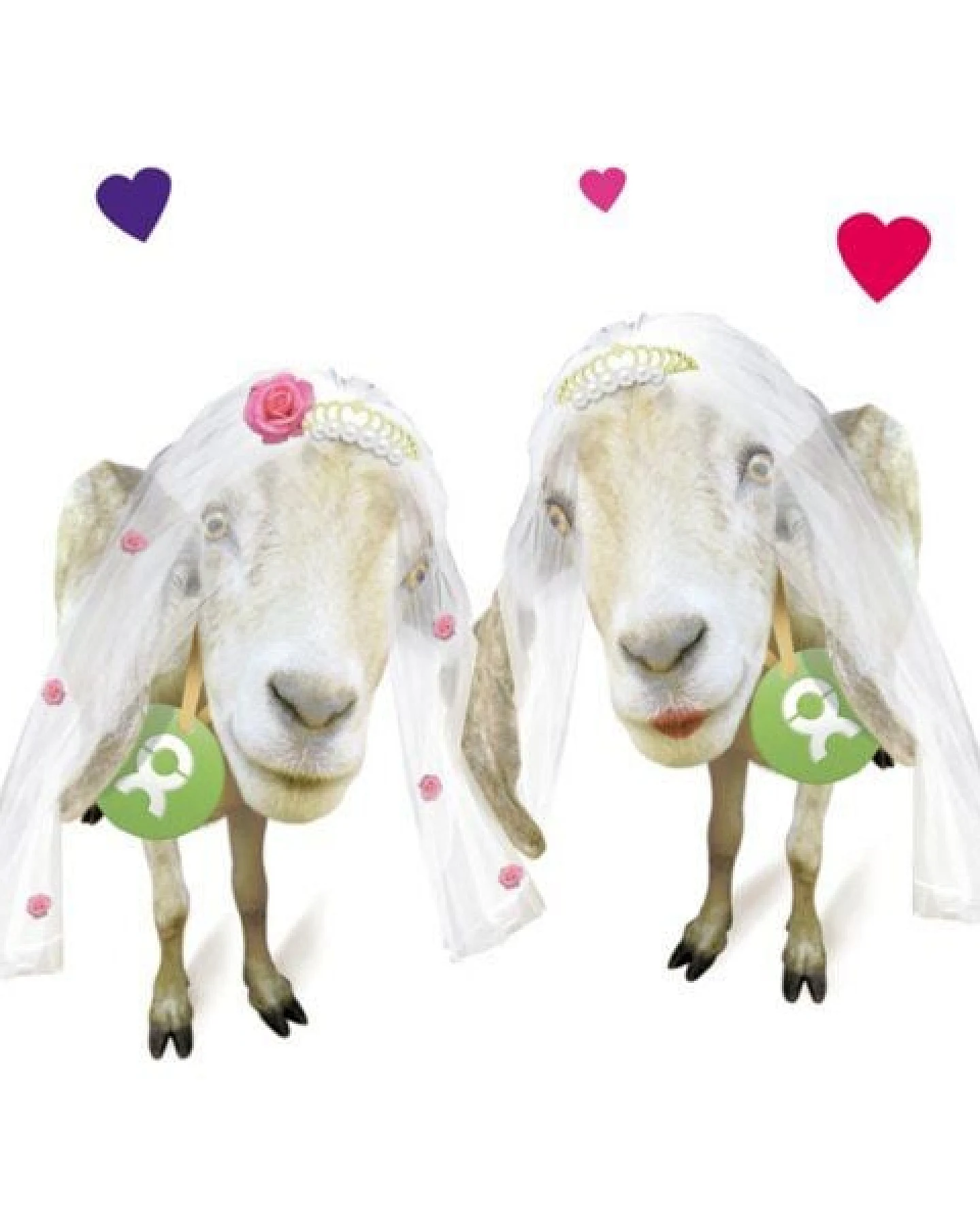 OxfamUnverpackt Spenden-Geschenk "Ziegenpärchen sie & sie" (Grußkarte mit Magnet) – Ansicht 3