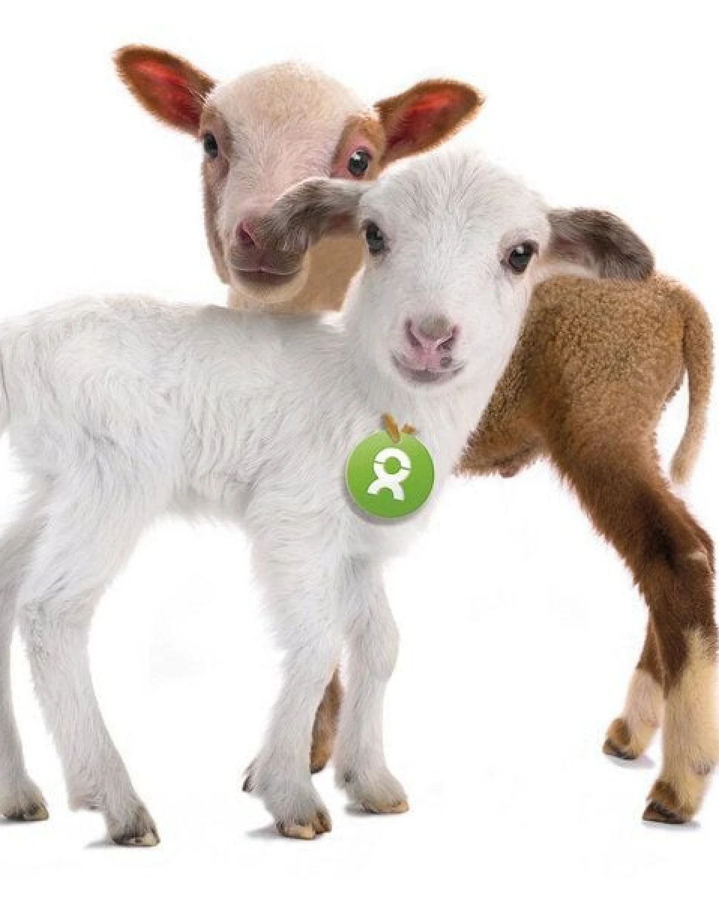 OxfamUnverpackt Spenden-Geschenk "Lammpärchen" (Grußkarte mit Magnet) – Ansicht 3