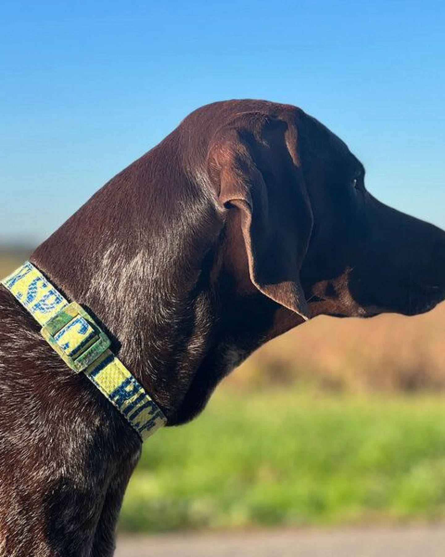 GOOPSI Hundehalsband "Style mich!" upcycling - versch. Farben & Größen – Ansicht 3
