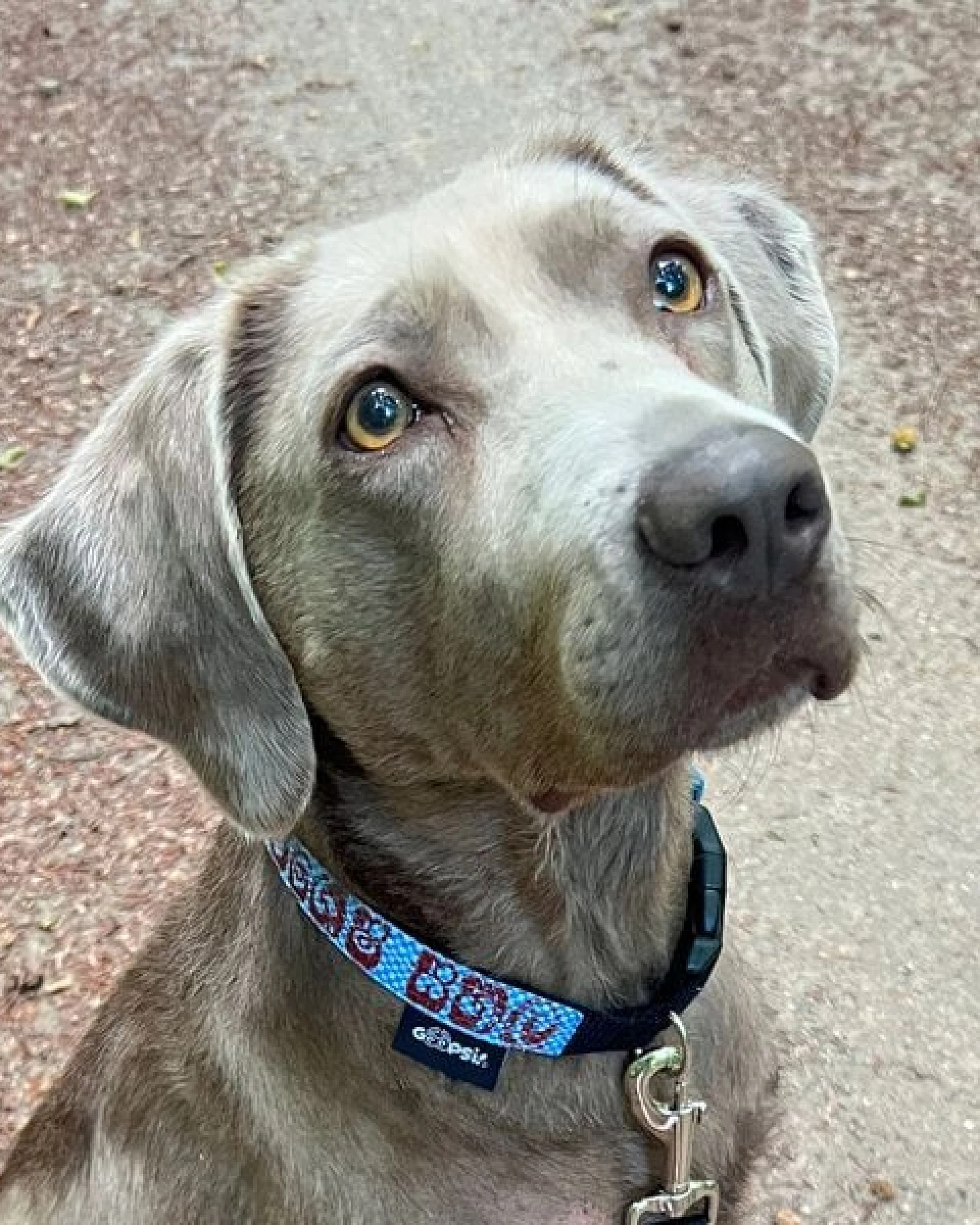 GOOPSI Hundehalsband "Style mich!" upcycling - versch. Farben & Größen – Ansicht 4