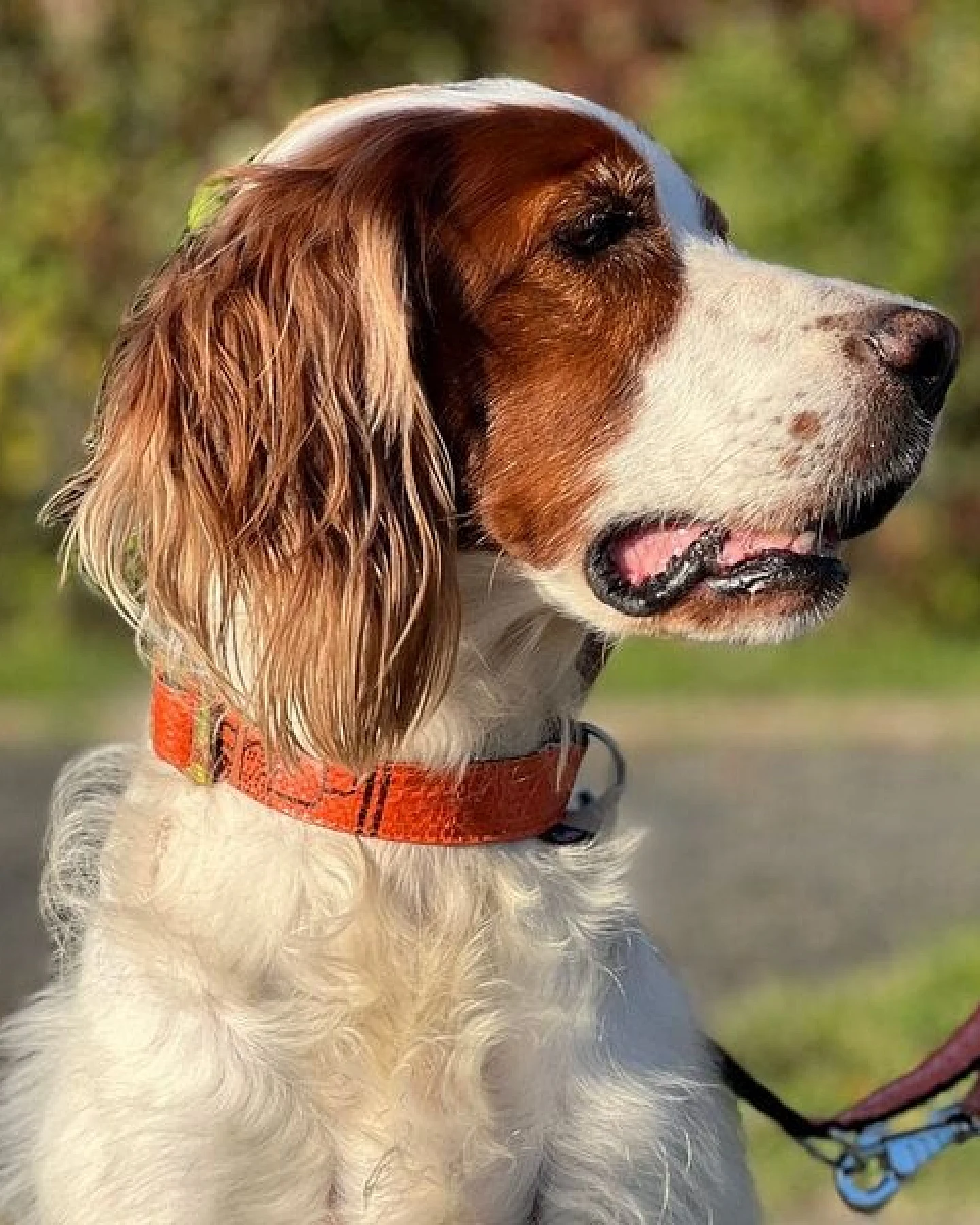 GOOPSI Hunde Halsband Upcycling aus Reissack, Halsband handgefertigt & Fairtrade – Ansicht 3