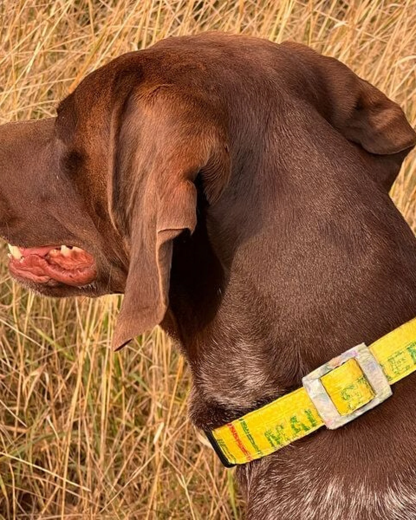 GOOPSI Hunde Halsband Upcycling aus Reissack, Halsband handgefertigt & Fairtrade – Ansicht 4