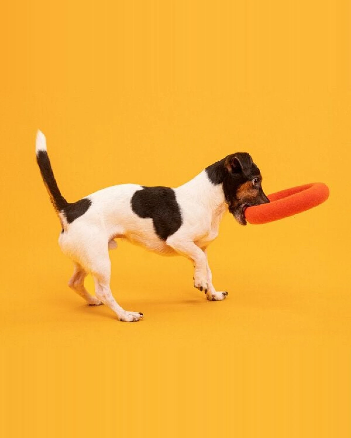 myfelt Hundespielzeug - Ring – Ansicht 3