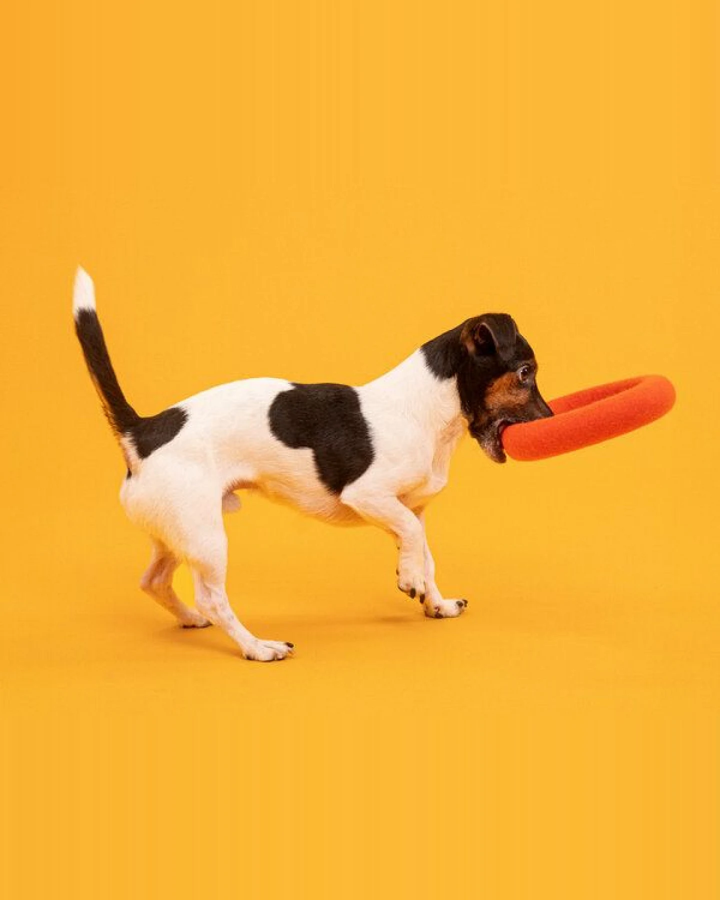 myfelt Hundespielzeug - Ring – Ansicht 3