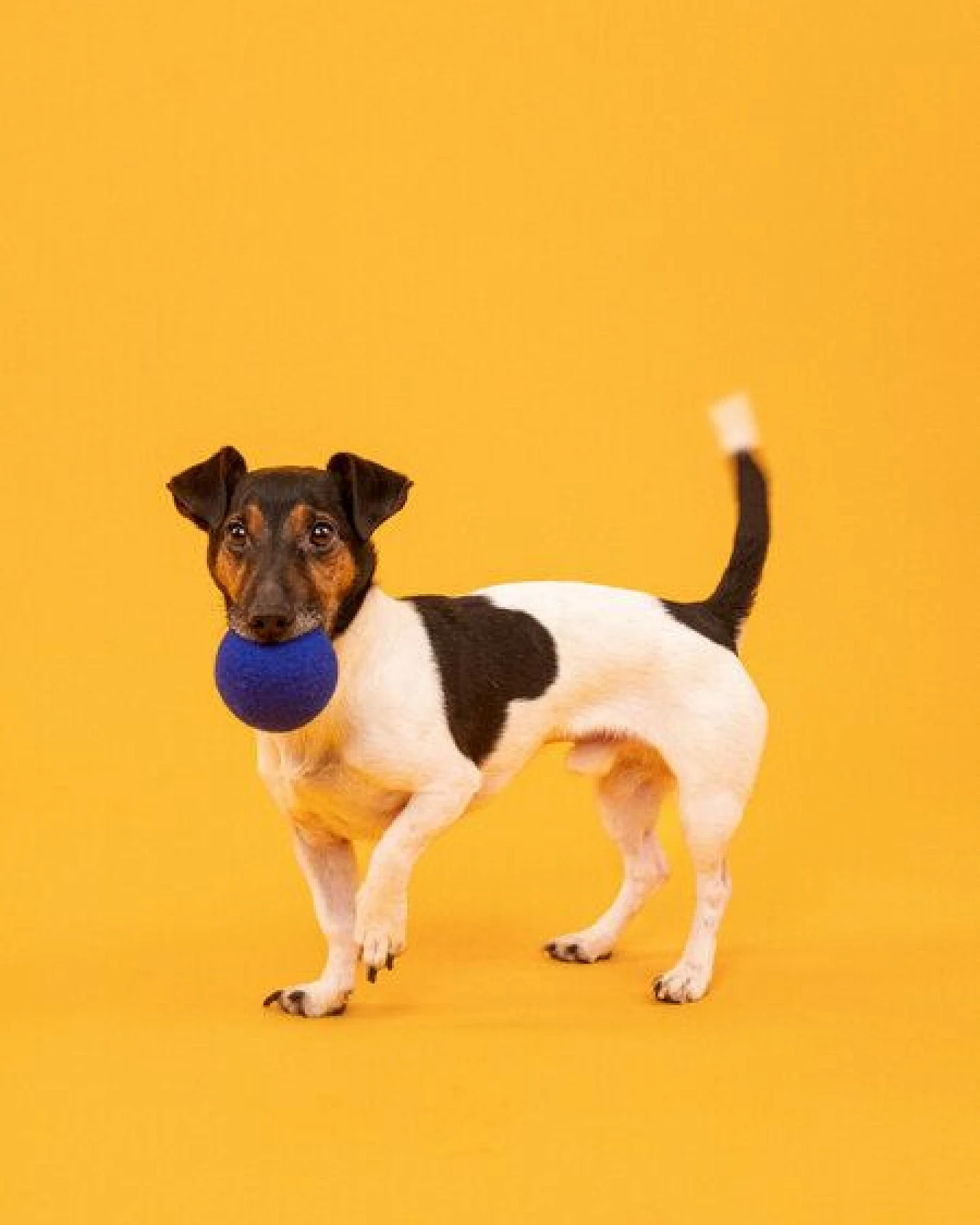 myfelt Hundespielzeug Ball Set – Ansicht 2