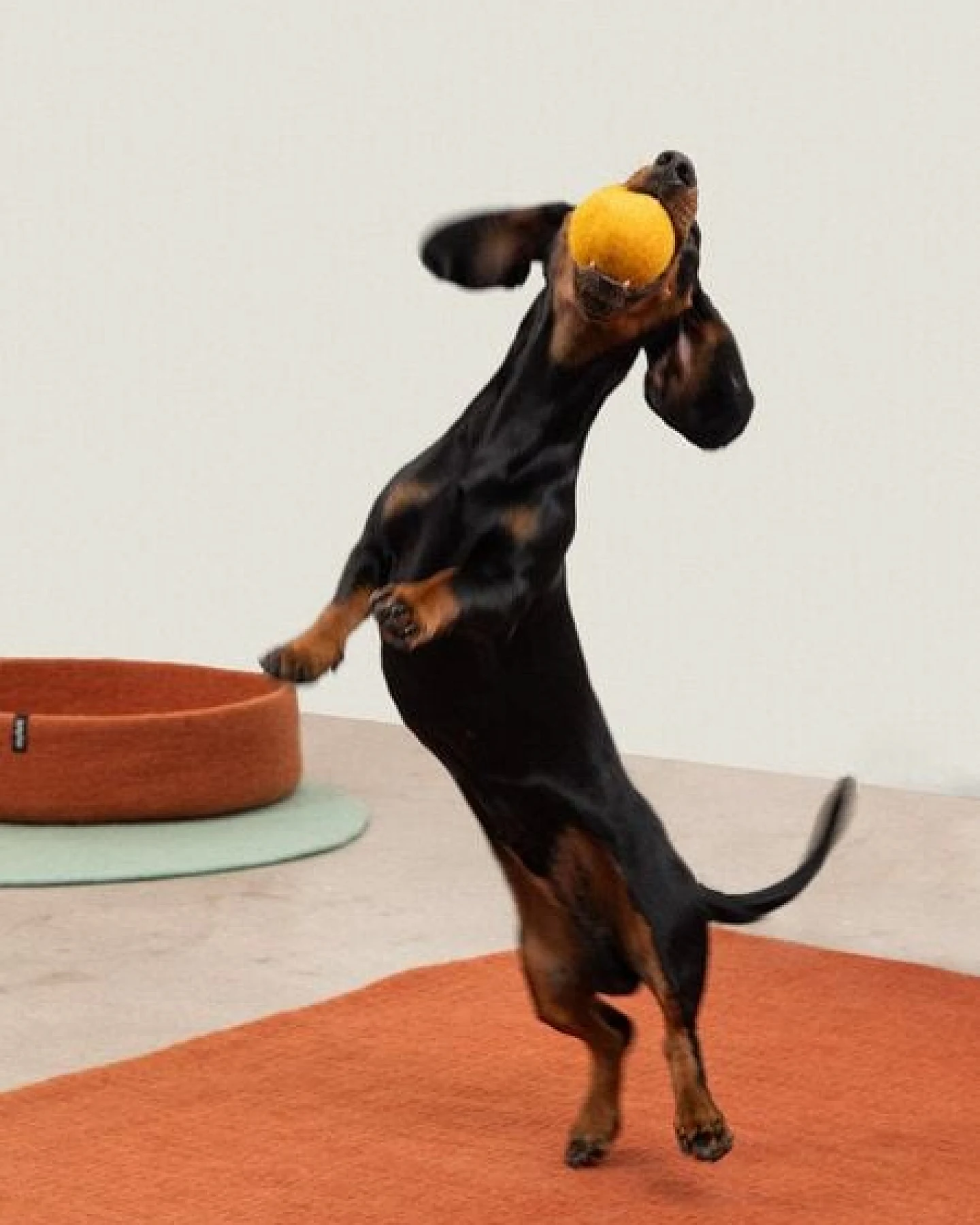 myfelt Hundespielzeug Ball Set – Ansicht 3