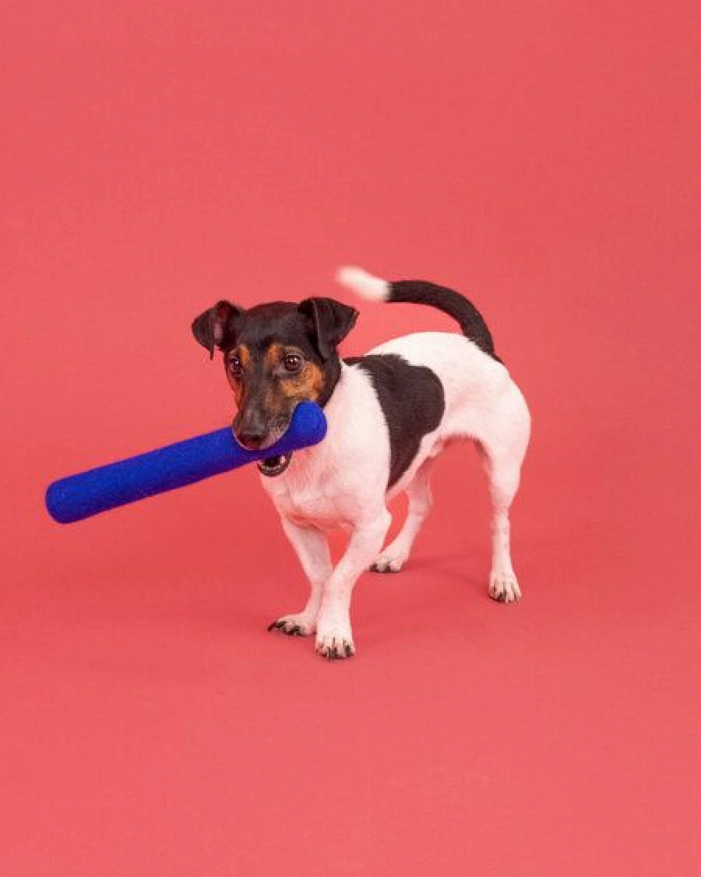 myfelt Hundespielzeug Stock – Ansicht 3