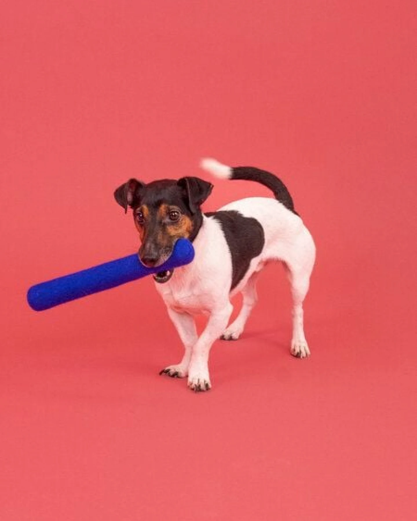 myfelt Hundespielzeug Stock – Ansicht 3