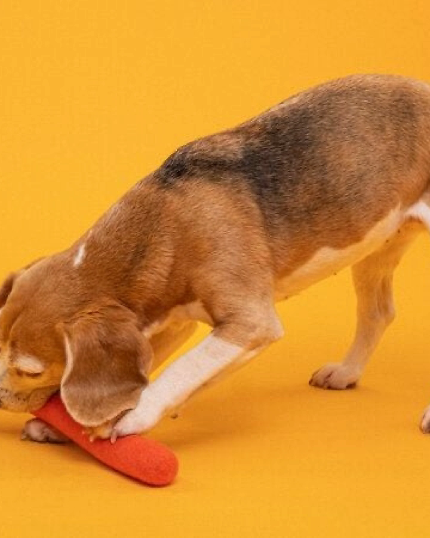 myfelt Hundespielzeug Stock – Ansicht 4