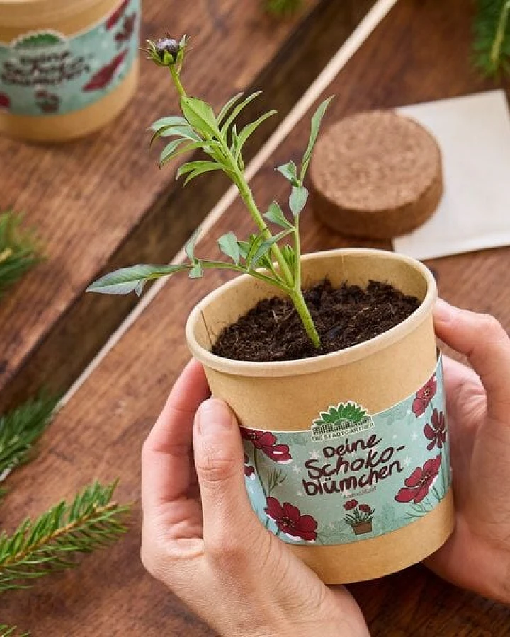 Die Stadtgärtner Schokoblumen aus dem Becher I Anzuchtset I Nachhaltiges Weihnachtsgeschenk