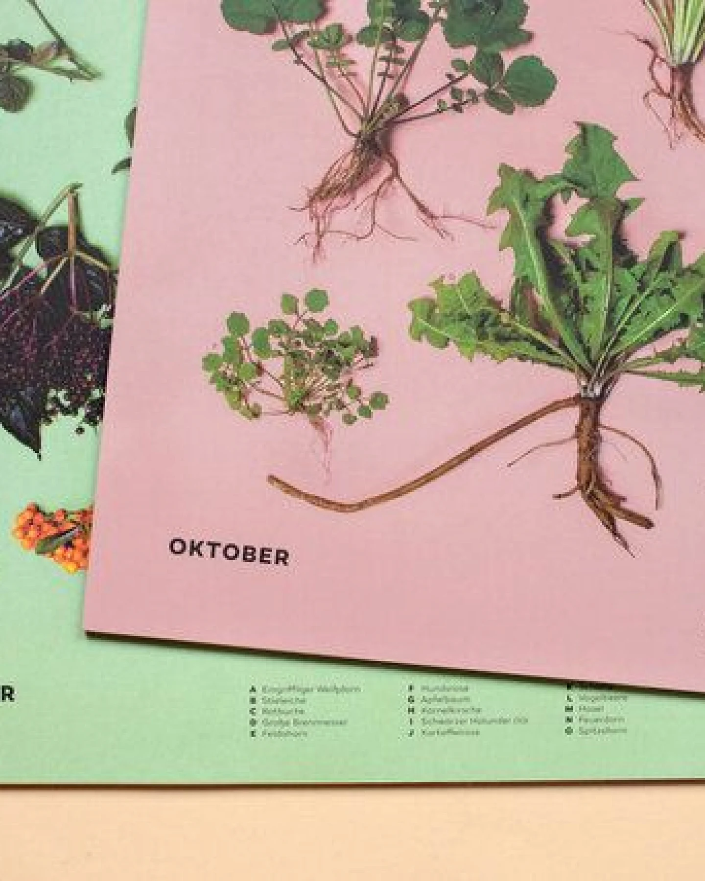 Heger und Sammler Saisonkalender mit Wildkräutern & Bäumen – Ansicht 2